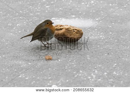 Robin Redbreast (erithacus Rubicula)