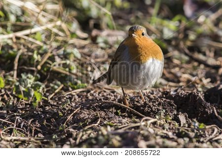 Robin Redbreast (erithacus Rubicula)