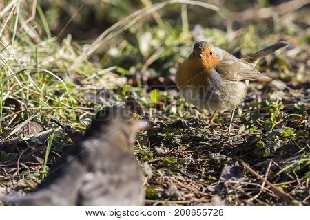 Robin Redbreast (erithacus Rubicula)