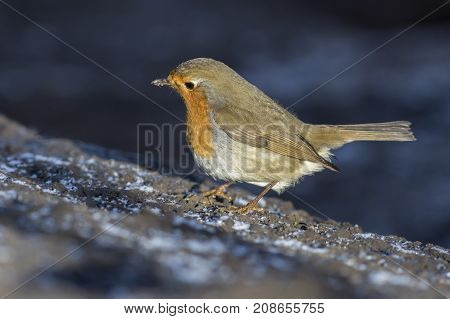 Robin Redbreast (erithacus Rubicula)