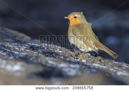 Robin Redbreast (erithacus Rubicula)