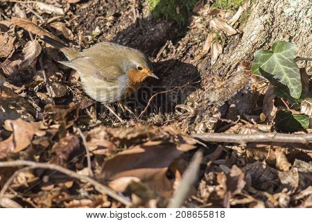 Robin Redbreast (erithacus Rubicula)