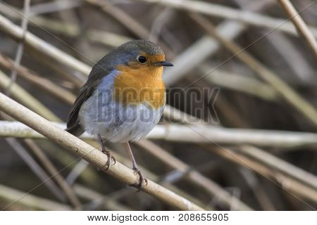 Robin Redbreast (erithacus Rubicula)