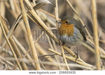 Robin Redbreast (erithacus Rubicula)