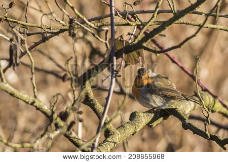 Robin Redbreast (erithacus Rubicula)