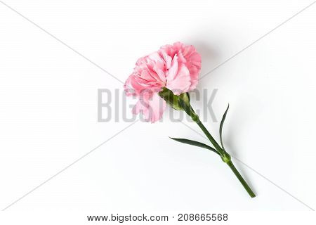 Pink Carnation Flower Isolated On White
