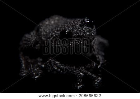 Black bug-eyed frog, isolated on black background