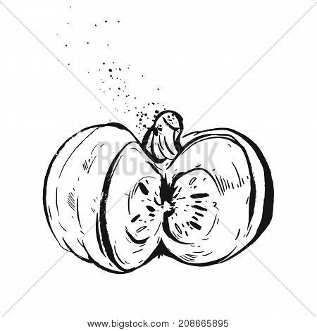 Hand drawn vector graphic ink autumn harvest illustration with pumpkin isolalated on white background.Design element for save the date card, print, poster, invitation, greeting.