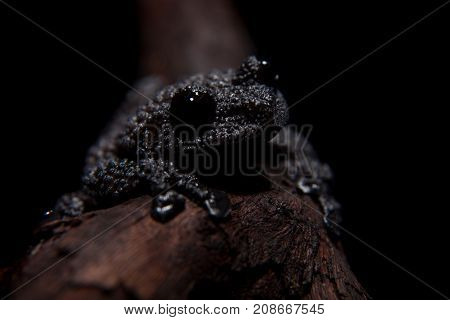 Black bug-eyed frog, isolated on black background