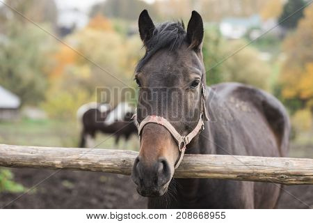 The horse is standing in a stable close up