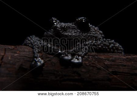 Black bug-eyed frog, isolated on black background