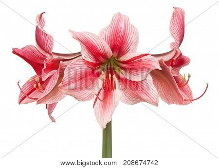 Hippeastrum Gervase Large Flowering