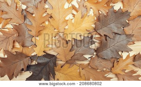 Mixture of colors in theses autumn maple leaves