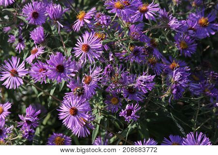 New England Aster (Symphyotrichum novae-angliae), growing in a clearing beside a country road.