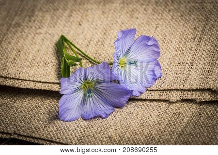 flax - linen flower on a linen textile