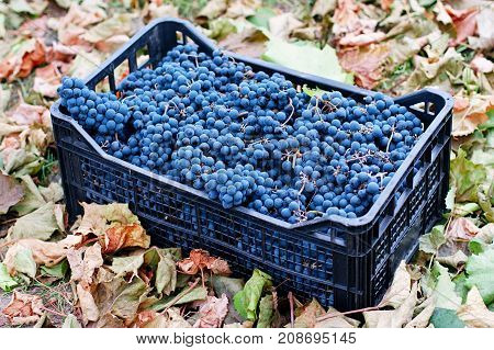 Blue Grapes, Background Of Freshly Picked Grapes, Wine Grapes. Dark Wine Grapes Background, Grape