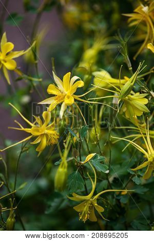 Golden Columbine (aquilegia Chrysantha)