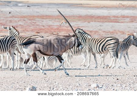 An oryx Oryx gazella also called a gemsbok running past Burchells zebras in Northern Namibia