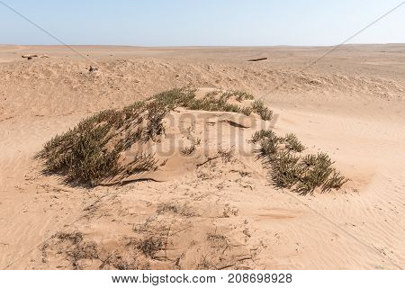 Typical Namib desert coastal dune in the Skeleton Coast area of Namibia with sand accumulating against vegetation forming small dunes