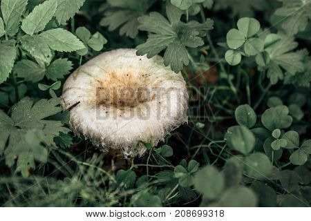 Horizontal shot of the white mushroom Lactarius resimus in wet forest close-up selective focus