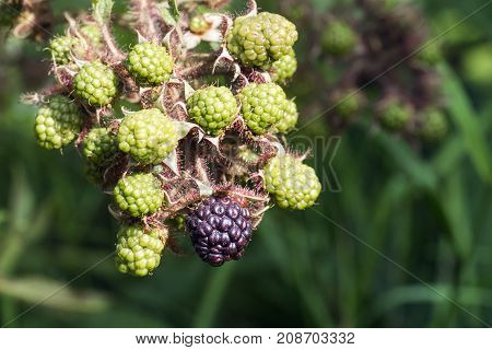 Immature green berries of blackberries and one ripe berry (Rubus)
