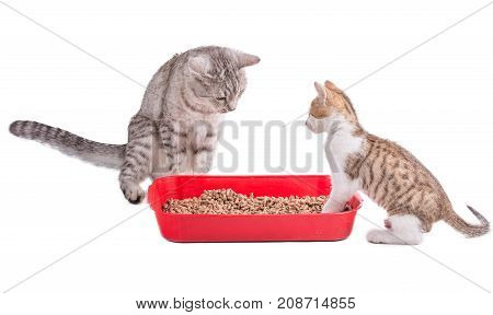 Two Funny Cats Playing In A Cat Toilet