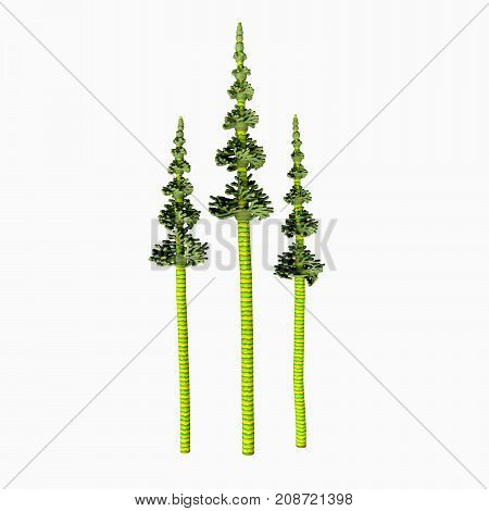 Tall Carboniferous Pine 3d illustration - The earliest conifers date to the Carboniferous Period possibly arising from the Cordaites a genus of seed-bearing Gondwanan plants with cone-like fertile structures.