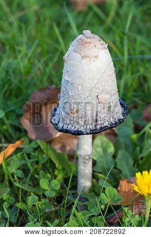 Shaggy inkcap mushroom in grass during autumn