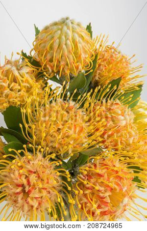 Yellow leucospermum cordifolium flower (pincushion protea) white background
