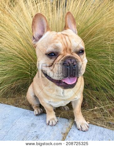 Young Tan French Bulldog Male sitting in front of Mexican feathergrass