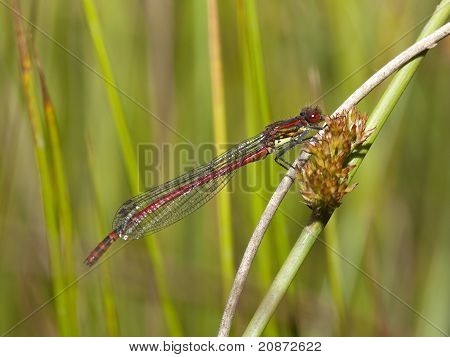 Große rote Damselfly