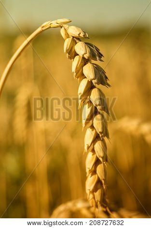 Wheat close up Golden wheat ears at sunset