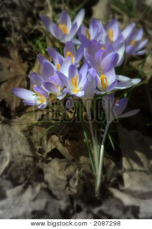 Lente