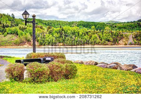 Field Of Yellow Dandelion Flowers By Saint Lawrence River In La Malbaie, Quebec, Canada In Charlevoi
