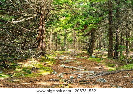 Fairy Tale Spruce Pine Tree Forest In West Virginia During Autumn With Nobody On Sunny Day