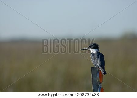 A belted kingfisher perched on top of a street marker in north western Missouri.