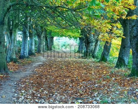 autumn throughfare through shedding deciduous trees in devon