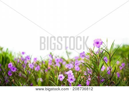 Ruellia tuberosa (Ruellia clandestina) is violet flowers blooming in the garden with sunshine morning for flower background or texture - nature concept.