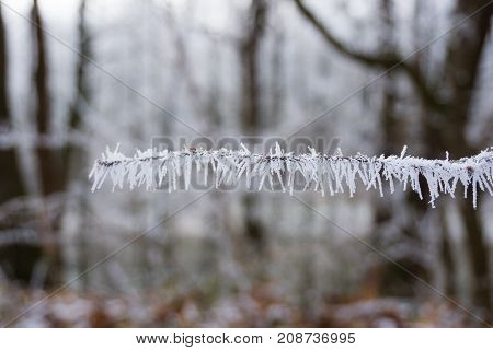 Close-up of beautiful little Ice Crystals on a Branch in Winter. View on Hoar Frost on a Branch in the Forest. Hoarfrost and Ice Crystals. Winter and Nature Backgrounds.