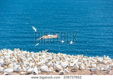 Overlook Of White Gannet Birds Colony Nesting On Cliff On Bonaventure Island In Perce, Quebec, Canad