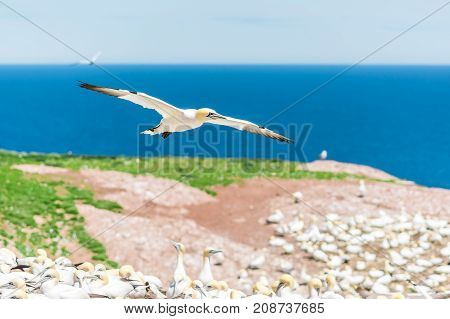 Overlook Of White Gannet Birds Colony Nesting On Cliff On Bonaventure Island In Perce, Quebec, Canad