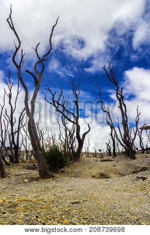 A view of dead forest in Mt. Papandayan, Indonesia.