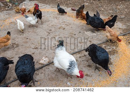 Poultry Farm