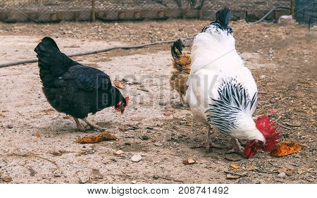 Poultry Farm