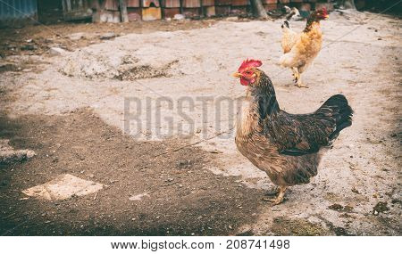 Poultry Farm