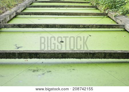 Duckweed is a plant in the water, food for duck and some animals in the nature, green background of duckweed, background of genus lemma