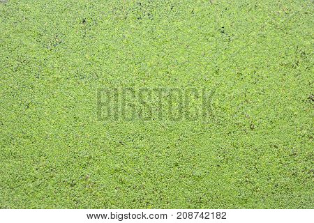 Duckweed is a plant in the water, food for duck and some animals in the nature, green background of duckweed, background of genus lemma