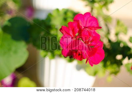 Bright Pelargonium Decorate The Yard