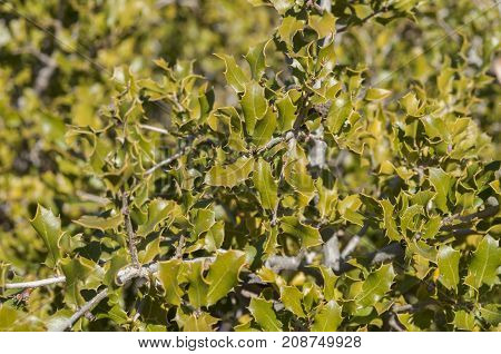 Detail of leaves of Kermes Oak Quercus coccifera. It is native to the Mediterranean region and Northern African Maghreb. Photo taken in Buendia Cuenca Spain.