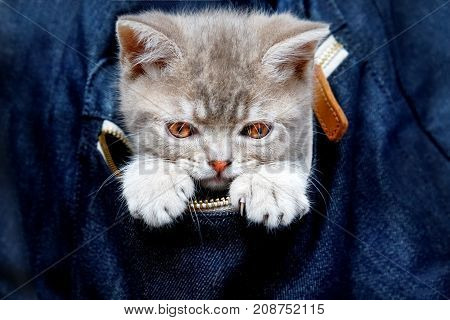 Skottish straity little cute kitten in a denim bag
